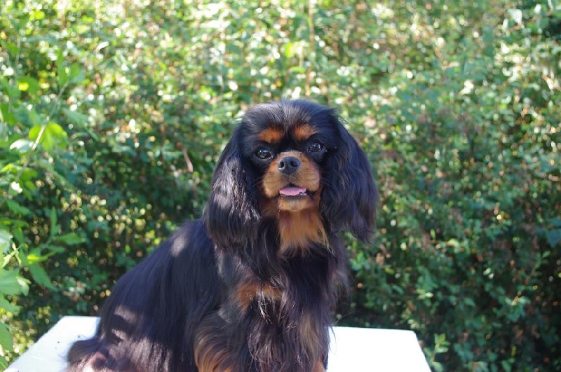 Elea Du temps des irees