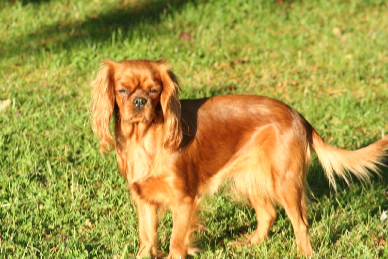 Estrella rubia Du temps des irees