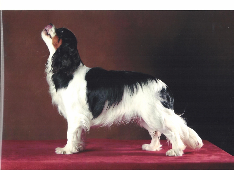 For ever cuddly Du temps des irees