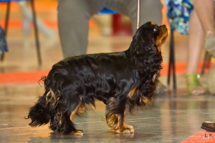 Foule sentimentale Du temps des irees