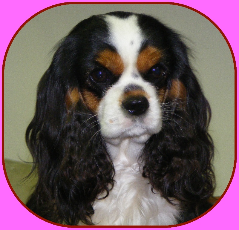 CH. Fleurine Du temps des irees