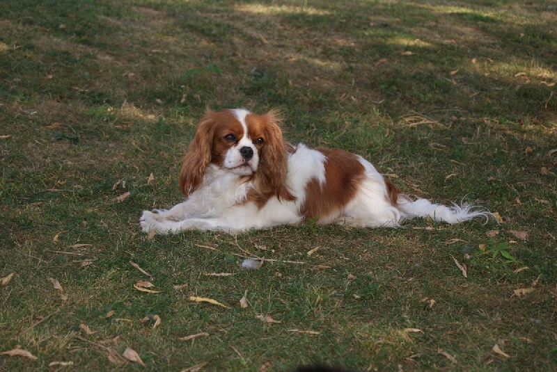 Elvira morena Du temps des irees