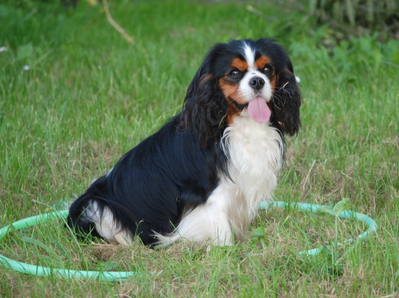 Ete indien Du temps des irees