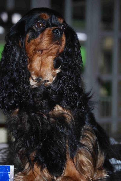 Fantaisy girl Du temps des irees