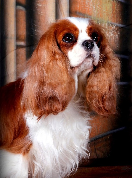 Flash dance Du temps des irees