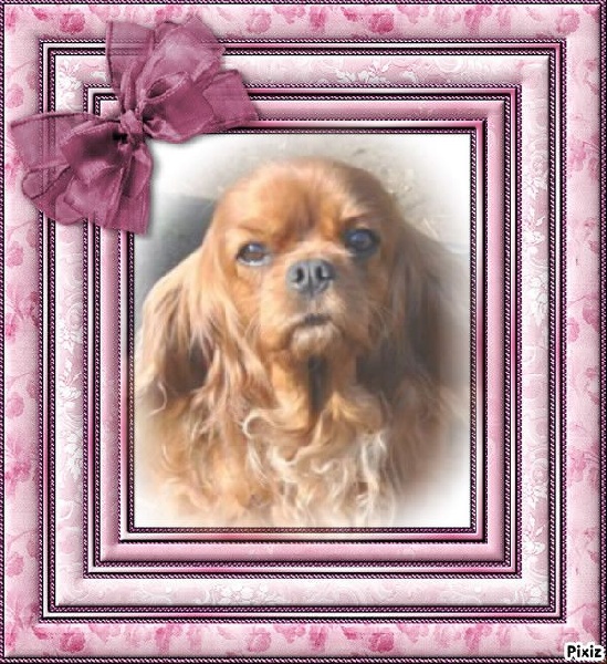 Divine rose Du temps des irees