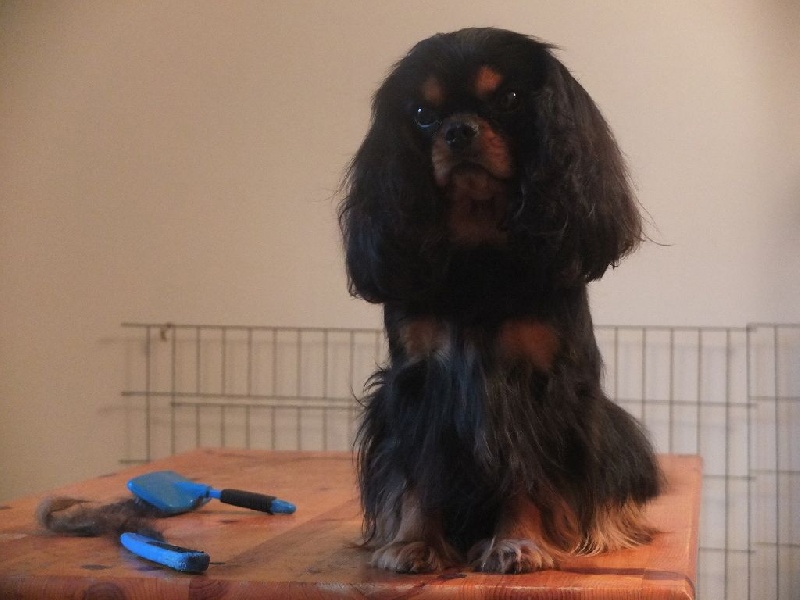 Hispalis princess Du temps des irees