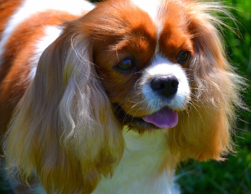 Glamour toujours Du temps des irees