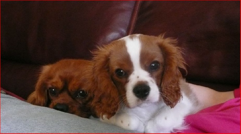 Les Cavaliers dans leur famille